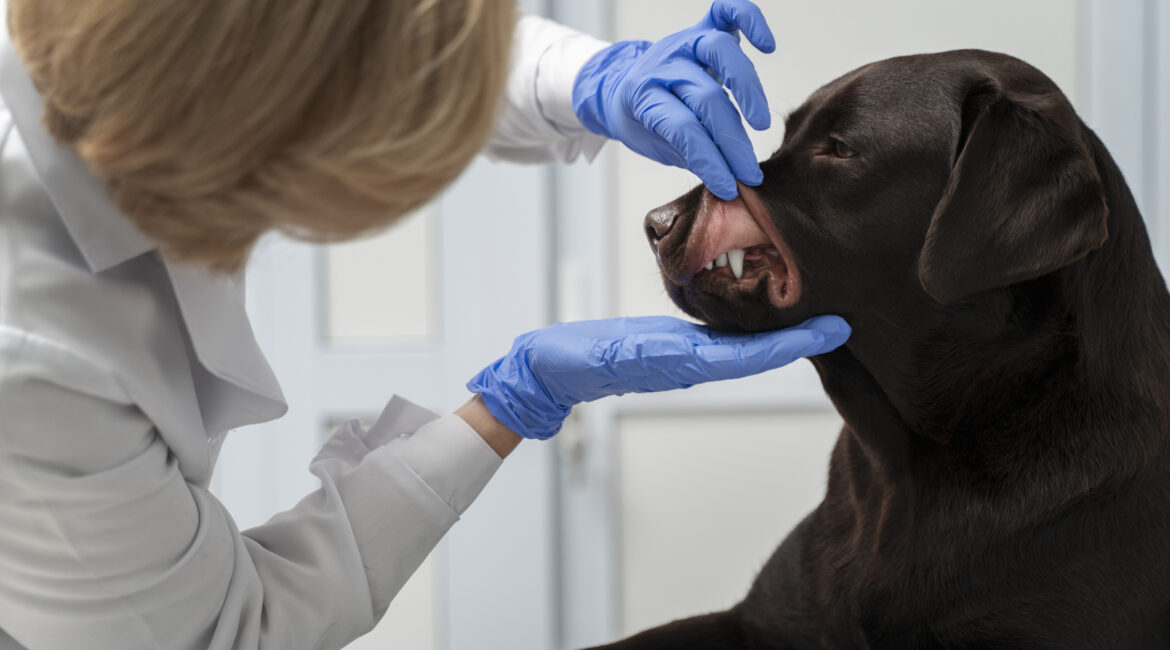 Como Manter os Dentes do Seu Pet Saudáveis: Dicas de Higiene Oral